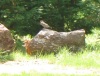 Robin on Tree Stump Taken 4/29/08 