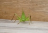 Leaf Bug 