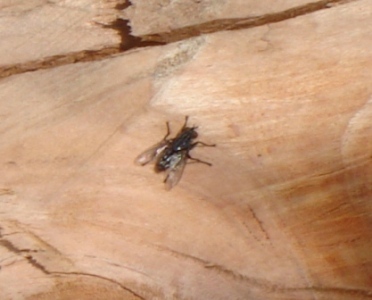 Fly on Stump Taken 4/29/08 