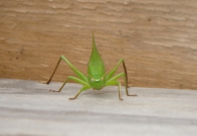 Leaf Bug 