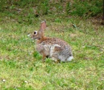 Backyard Bunny 