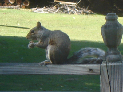 Squirrel On Deck