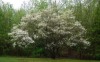 Dogwood Tree Take 4/21/08