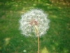 White Dandilion 