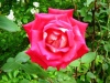 Red Rose