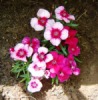 Dianthus Corona Cherry Magic 