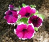 Dreams Burgundy PicoTee Petunia