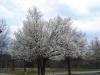 March 2008 Hallowing Point Park Chery Blossoms: